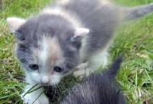 Muffin MaybeForeberTenHouseCats
