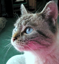 Phoebe-Mae