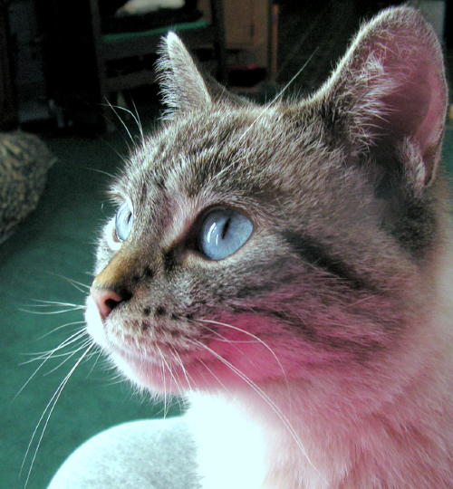 Phoebe-Mae