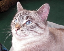 Phoebe-Mae