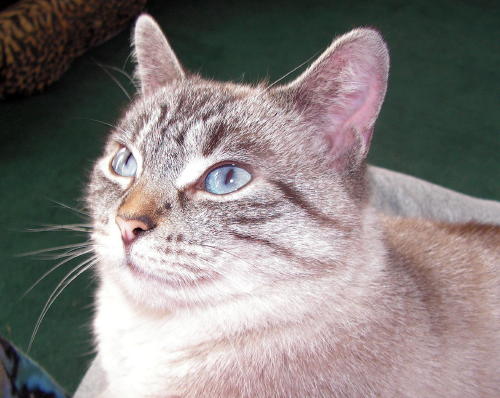 Phoebe-Mae
