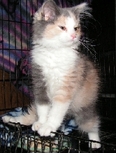 baby Lorelei