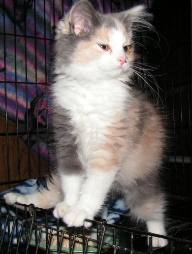 baby Lorelei