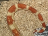 albino suri col tail shot