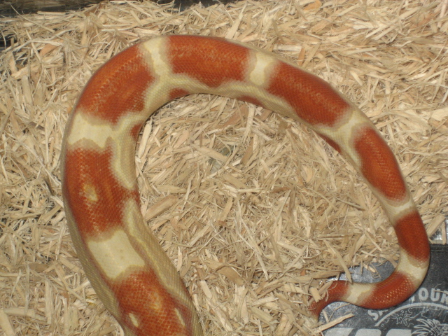 albino suri col tail shot