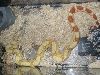 albino suri/col