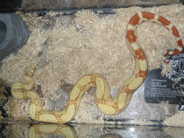 albino suri/col