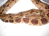 suri hypo in shed