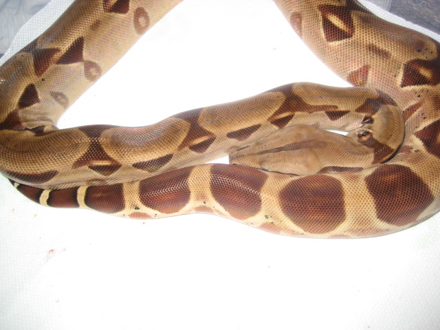 suri hypo in shed