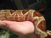hypo suri tail shot