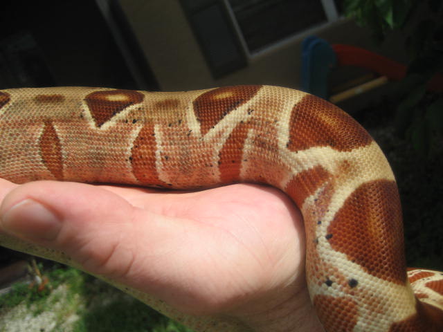 hypo suri tail shot