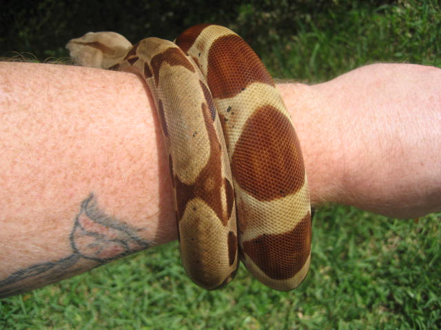 hypo suri around the arm