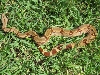 hypo suri overhead view