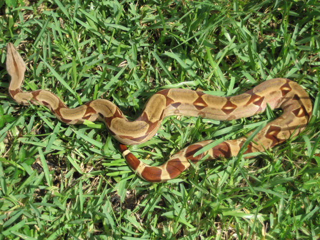 hypo suri overhead view