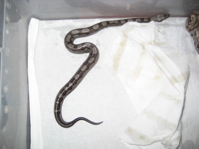 motley het coral albinp
