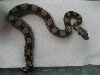 motley het lipstick/coral albino