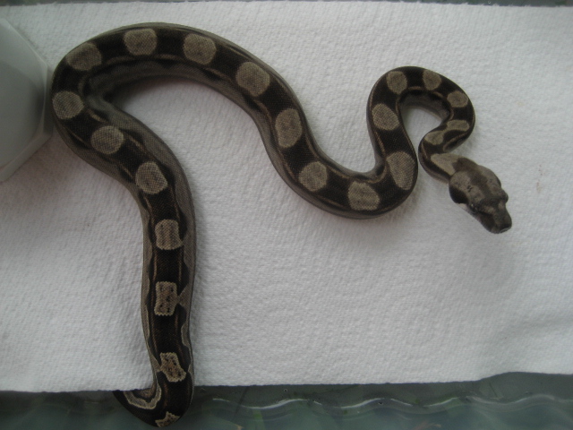 motley het lipstick/coral albino