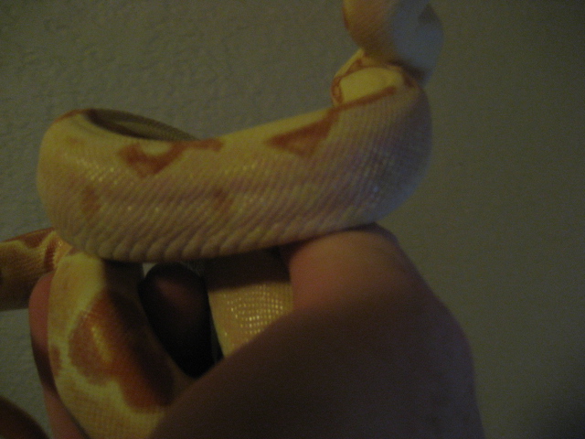 side shot lipstick coral sunglow