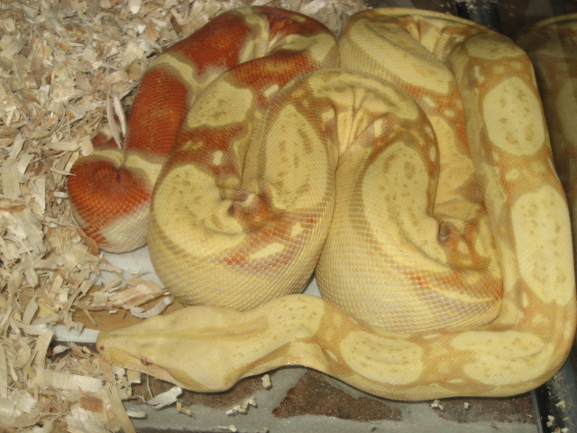 suriname albino