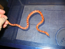 Baby Zig Zag Amel