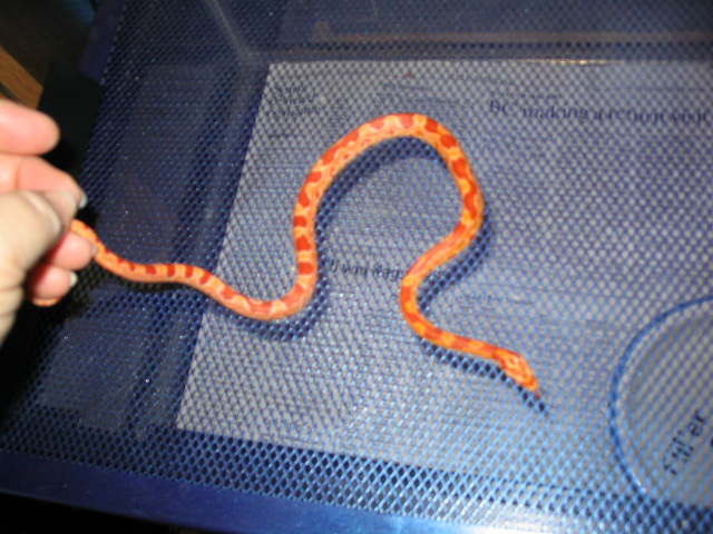 Baby Zig Zag Amel
