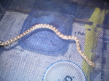 Baby Anery (Het)