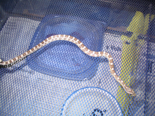 Baby Anery (Het)
