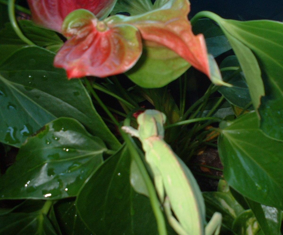 female on plant in the small tank
