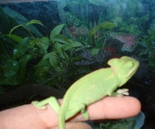 the biggest female