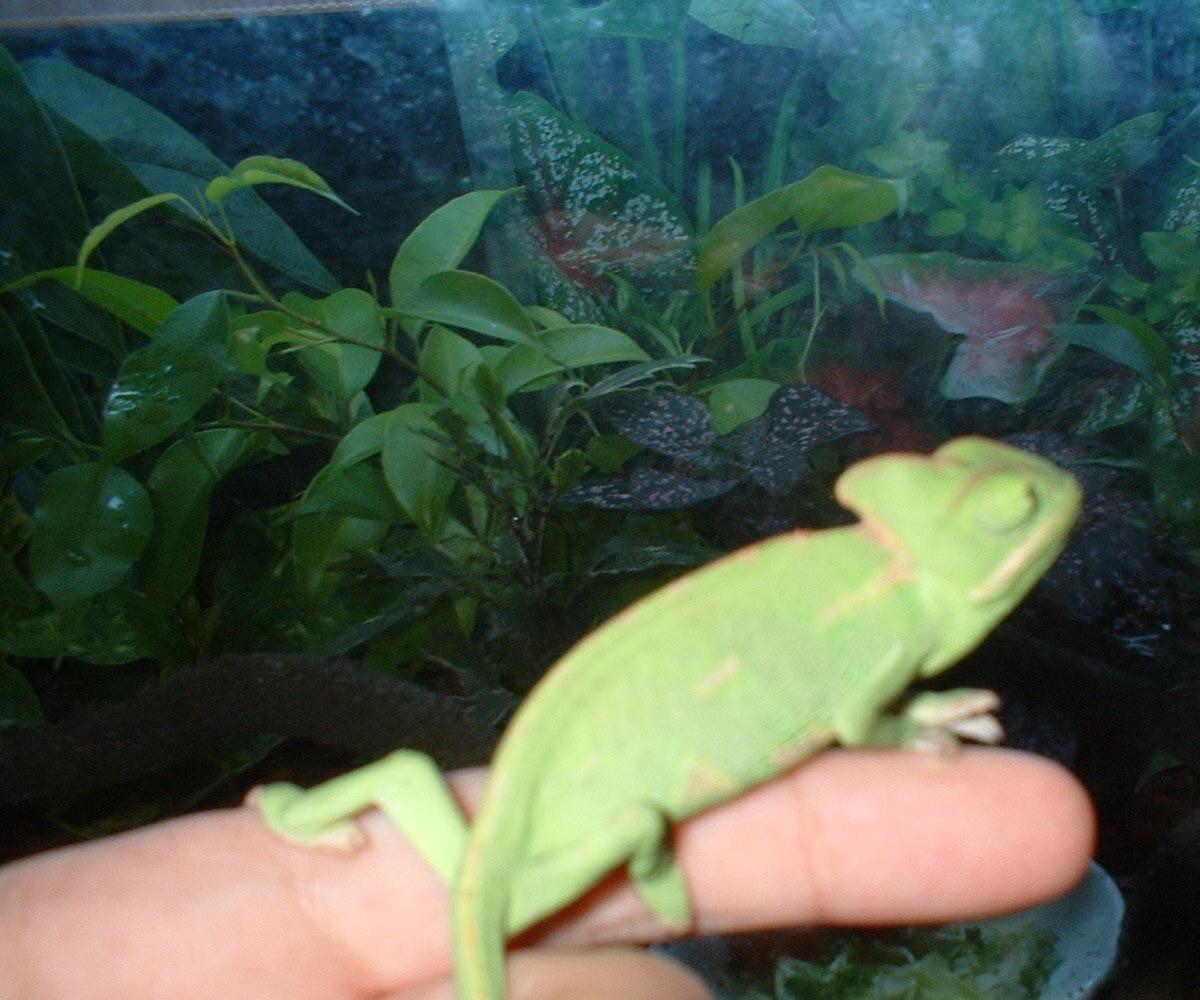 the biggest female