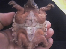 Plastron Leucistic