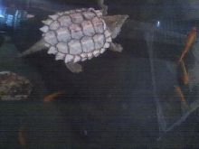 Yearling Leucistic Alligator Snapper
