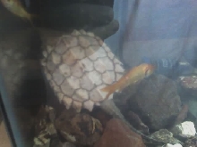 Yearling Leucistic Alligator Snapper 2