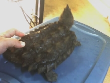 Alligator Snapper