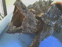Alligator Snapper