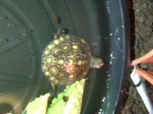 baby rp manni !