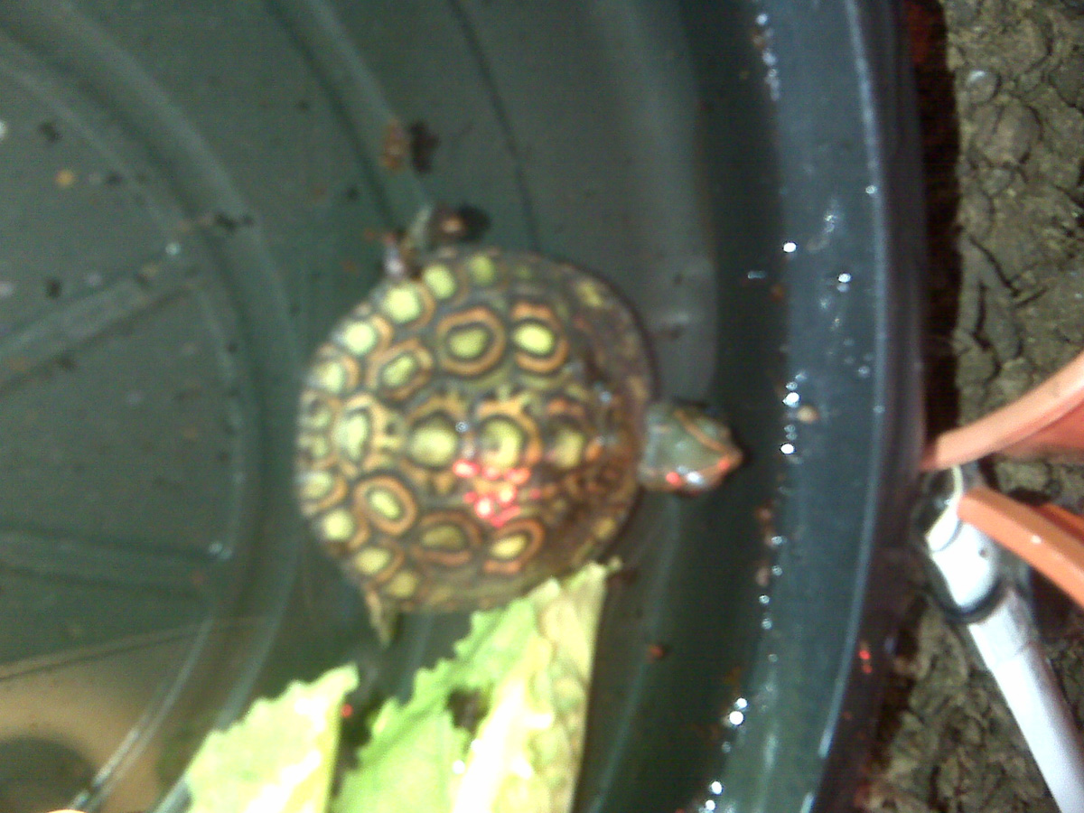 baby rp manni !