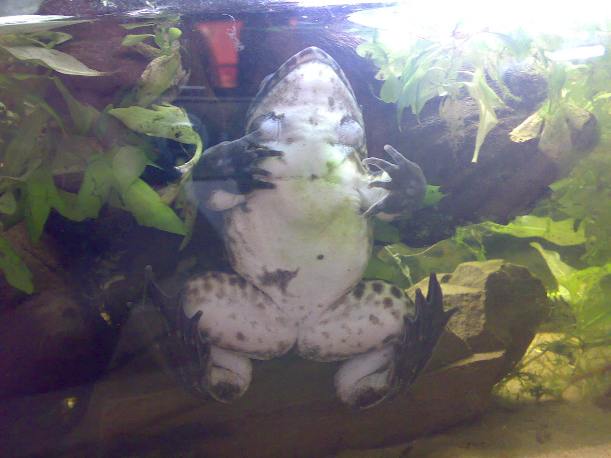 conraua alleni goliath subspecies