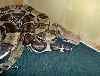 shorty cage
