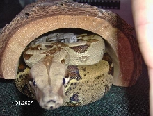 the log
