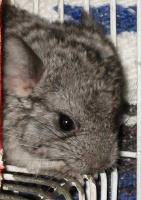 Stella resting in cage