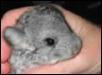 Stella Luna at 7 weeks