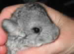 Stella Luna at 7 weeks