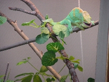 Parsonii