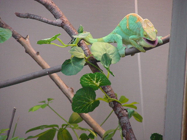Parsonii
