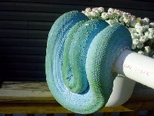 Blue Female