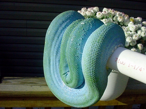 Blue Female
