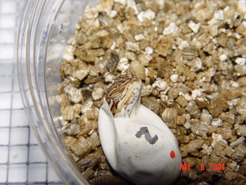 First egg to hatch