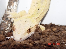 Sherbert