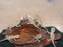 3 sets of twins
